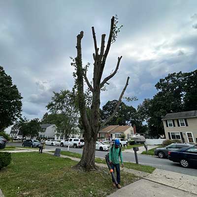 Tree Pruning