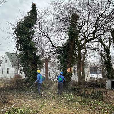 Tree Removal