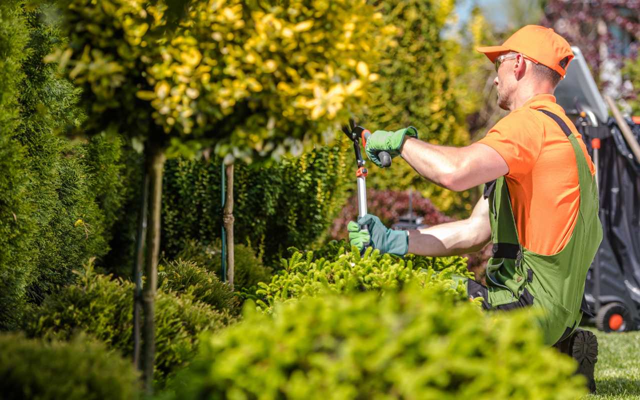 Mastering Tree Trimming Techniques for Healthy Trees