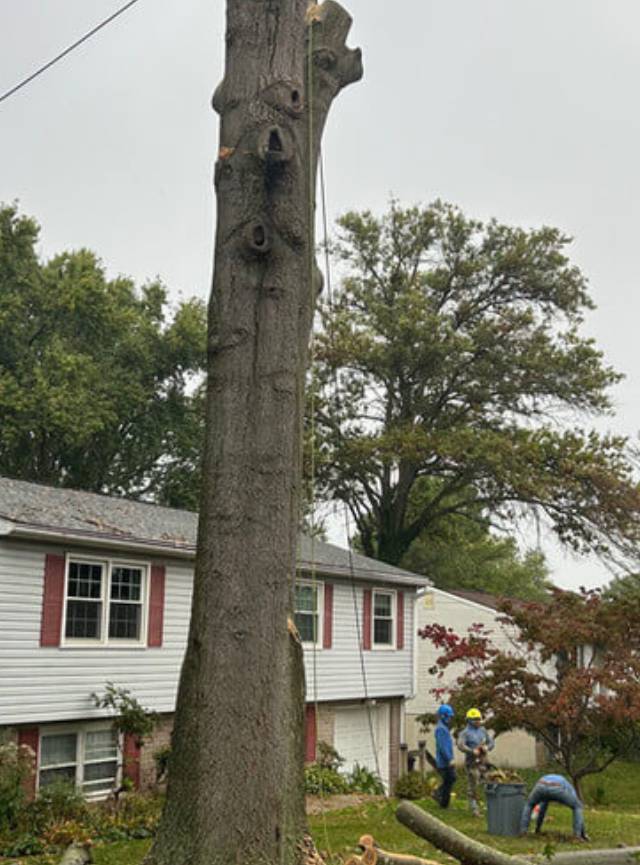 Arrange for Our Tree Pruning in Perry Hall, MD Now