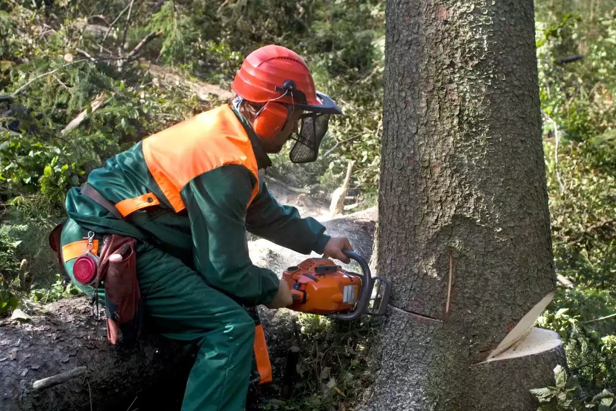 Benefits of Professional Tree Services