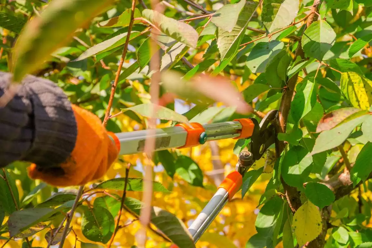 Best Seasons for Pruning Different Trees