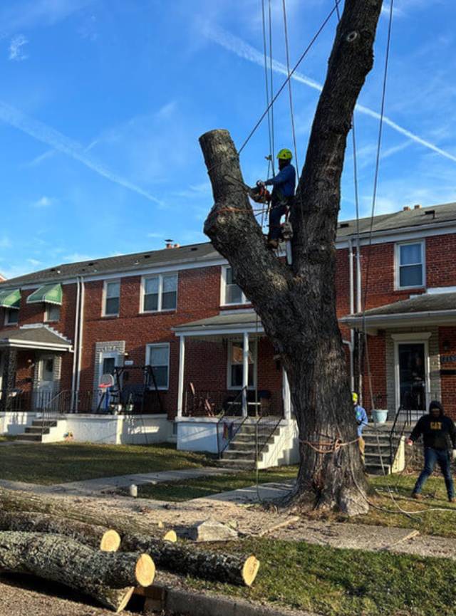 Care for Your Home with Residential Tree Services