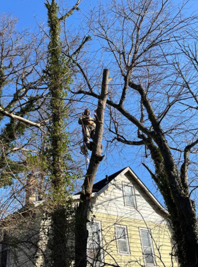 Depend on Us for Tree Pruning in Towson, MD