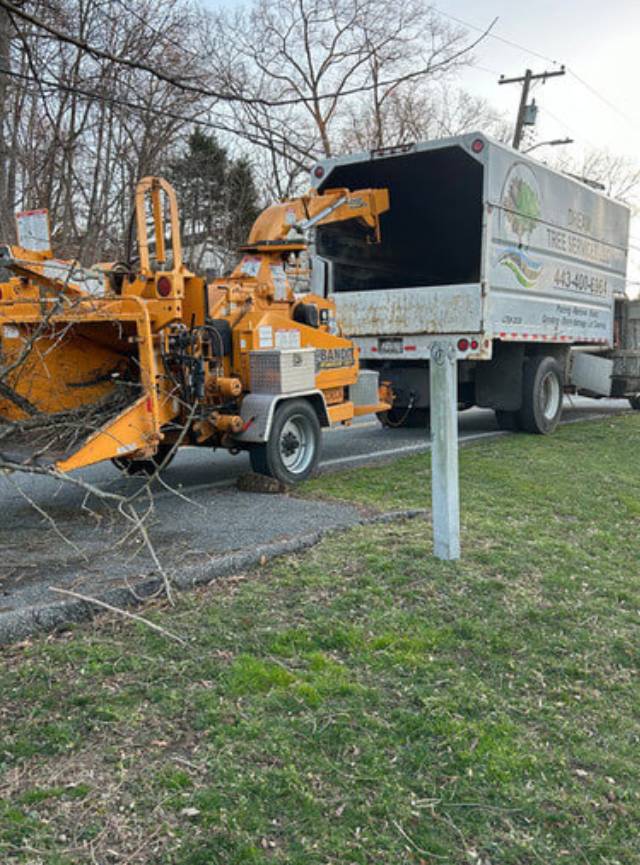 Ensure Safety with Tree Removal Services in Pikesville, MD