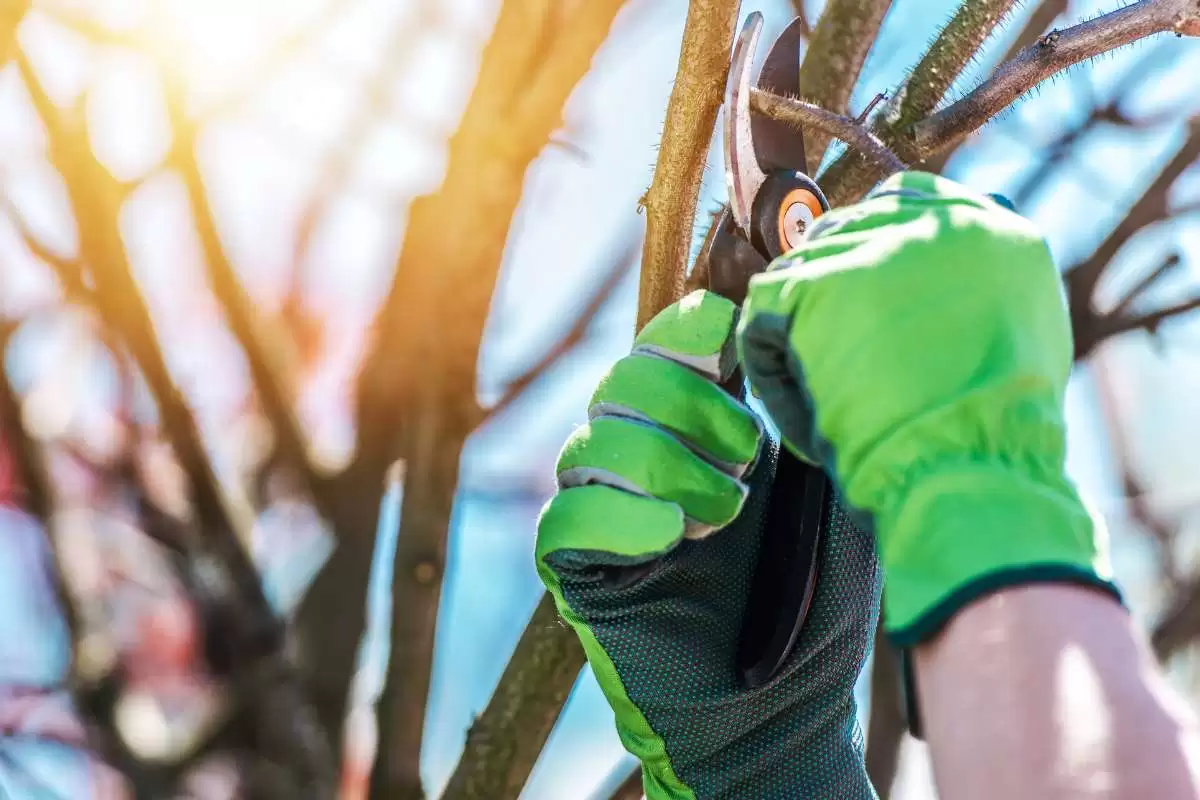 Proper Techniques for Cutting Trees