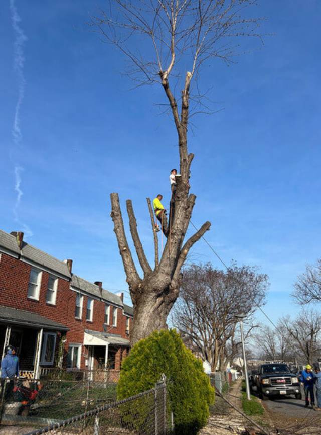 Secure Prompt Tree Removal in Towson, MD