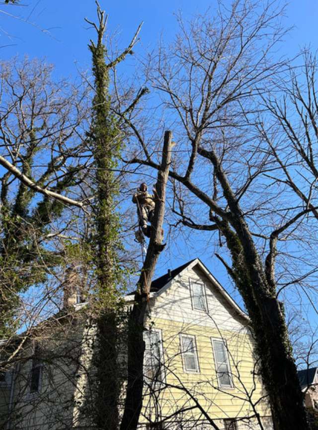 Start Your Tree Removal Project in Perry Hall, MD, Today