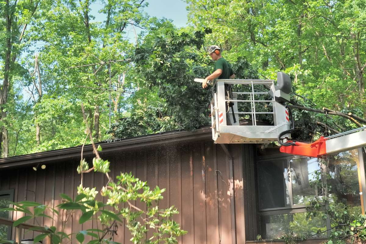 When to Call for Emergency Tree Services