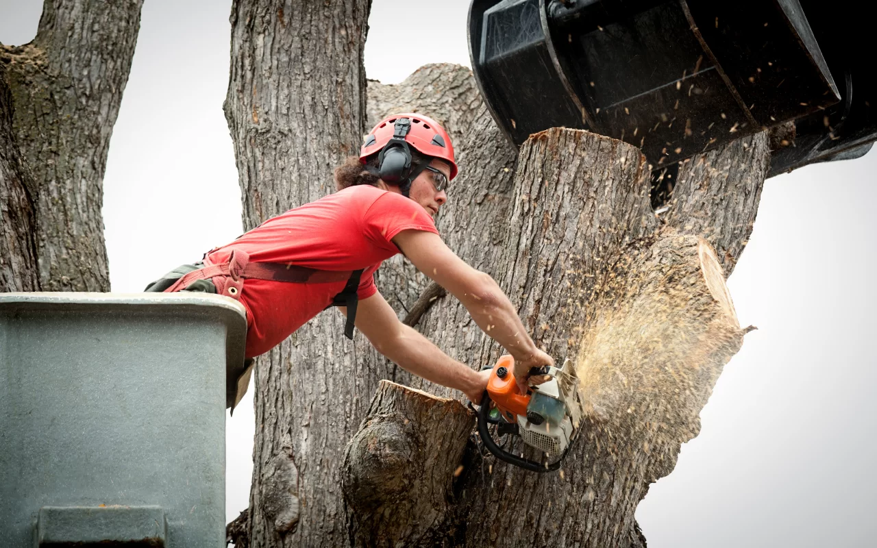 Professional tree removal enhancing safety.