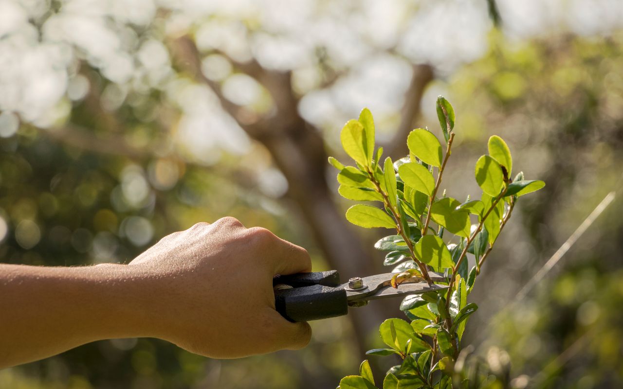 How to Prune for Healthy Trees