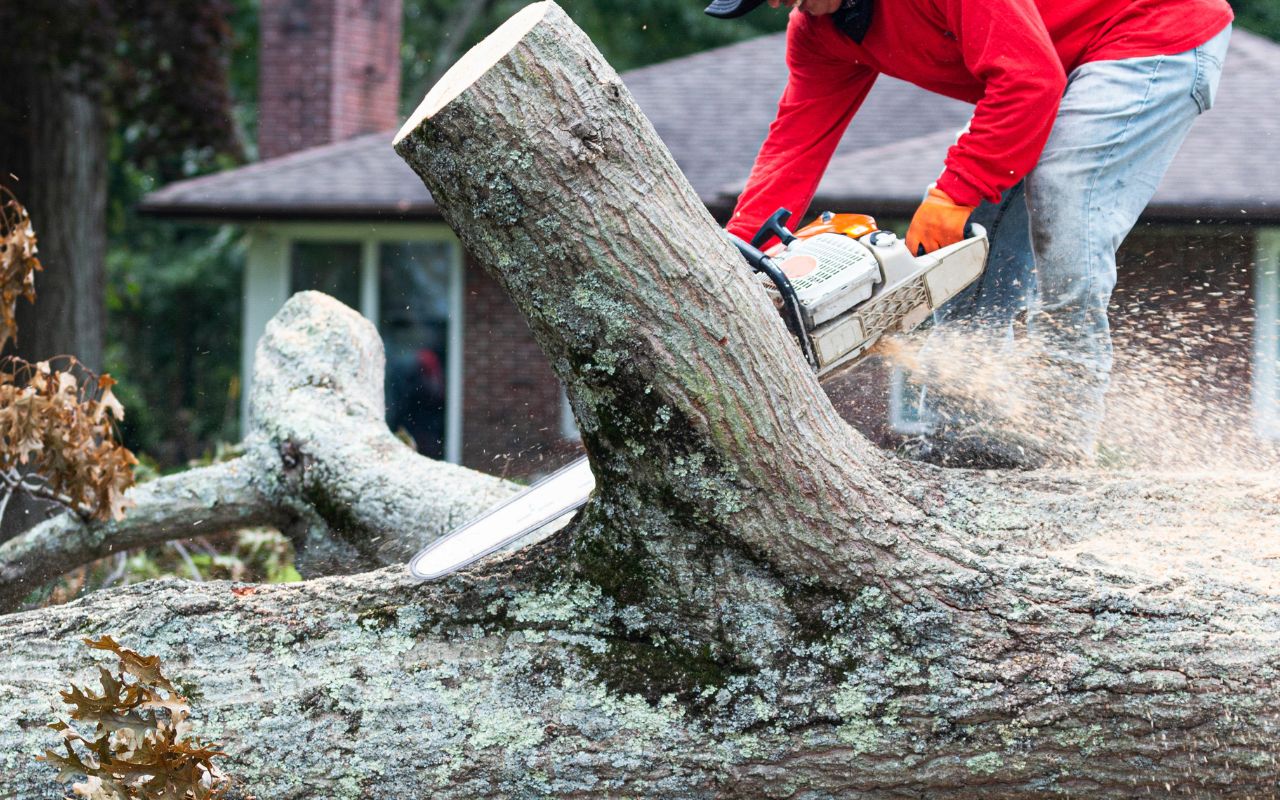 Tools used for manual tree removal method