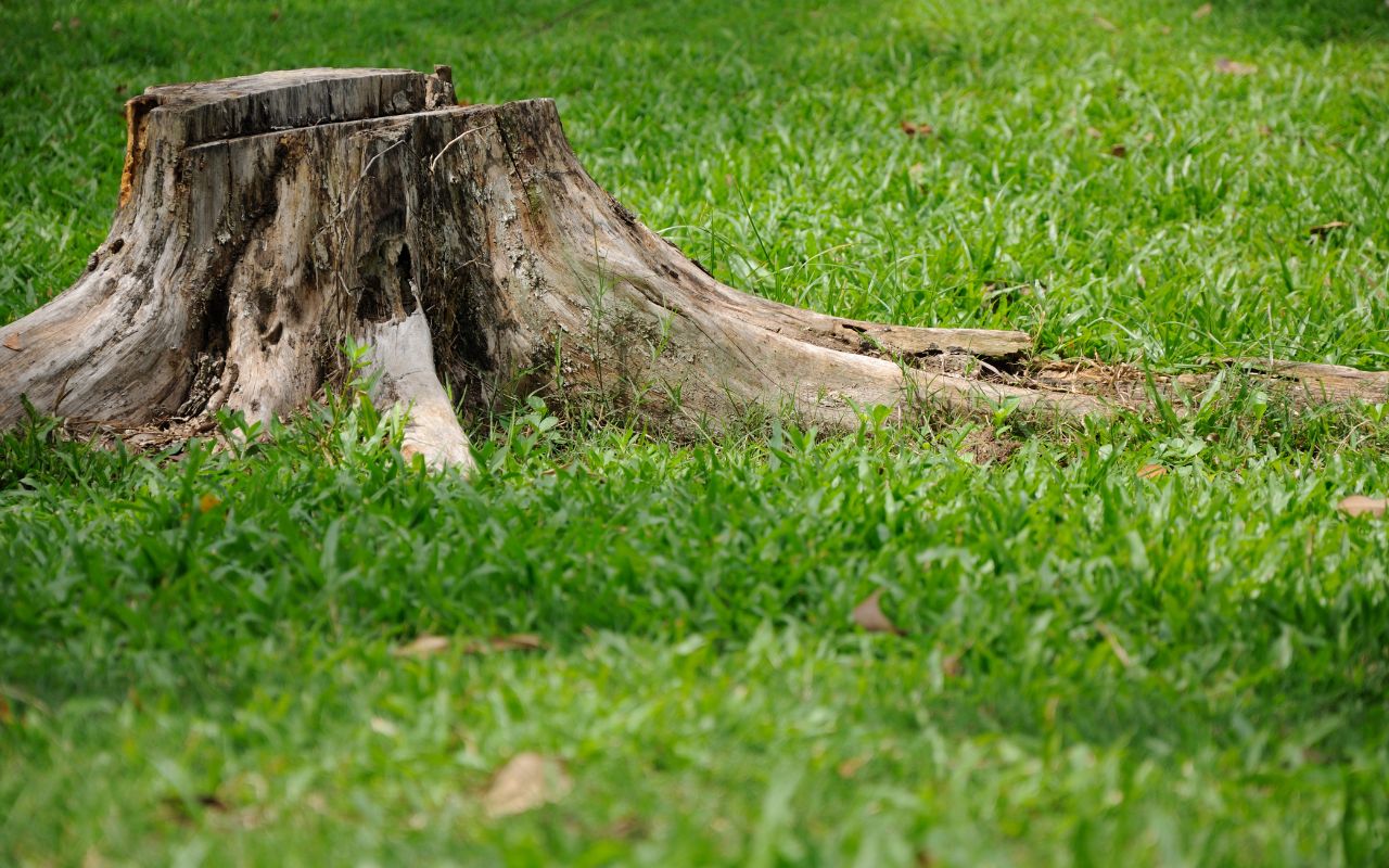 preparing stump grinding