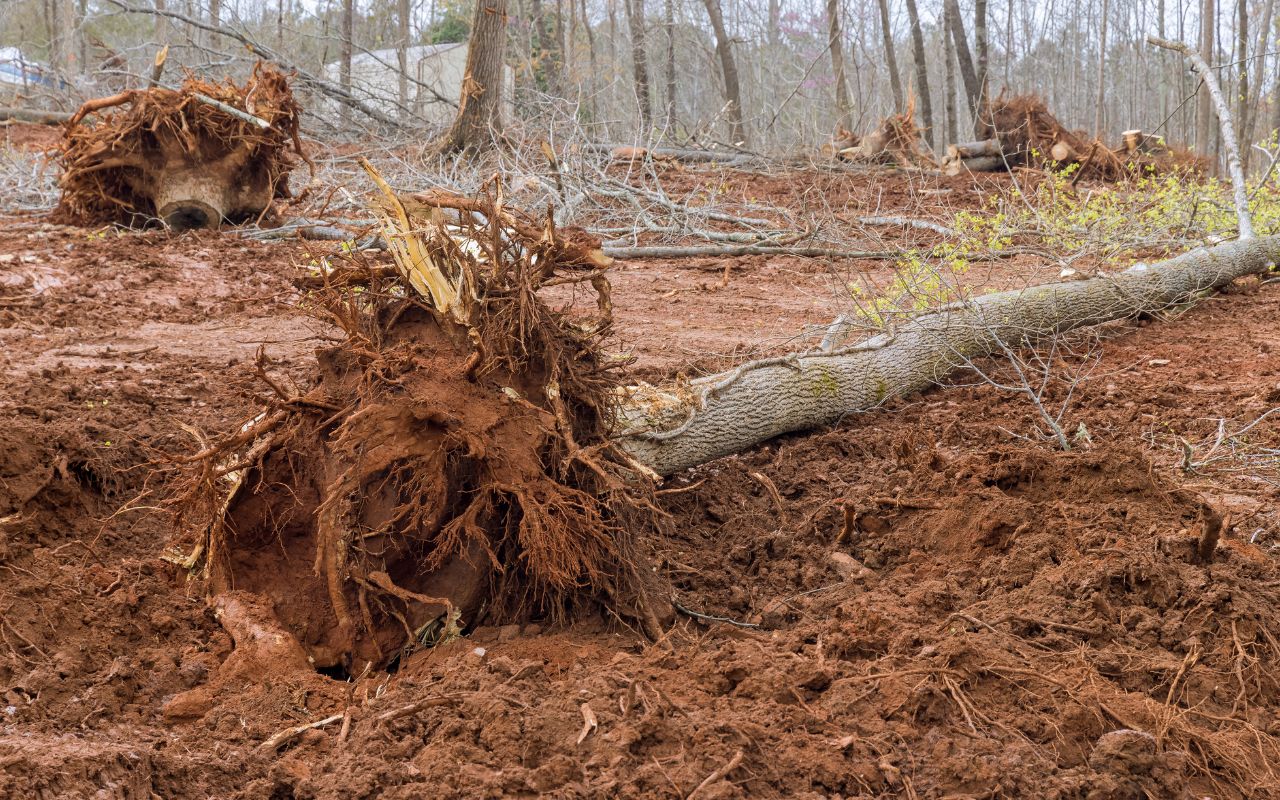 preventing-future-stumps