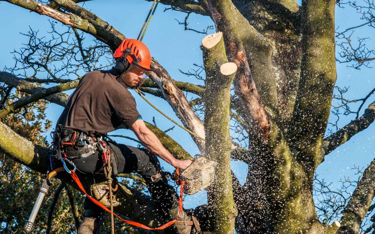 Professional tree removal equipment in use