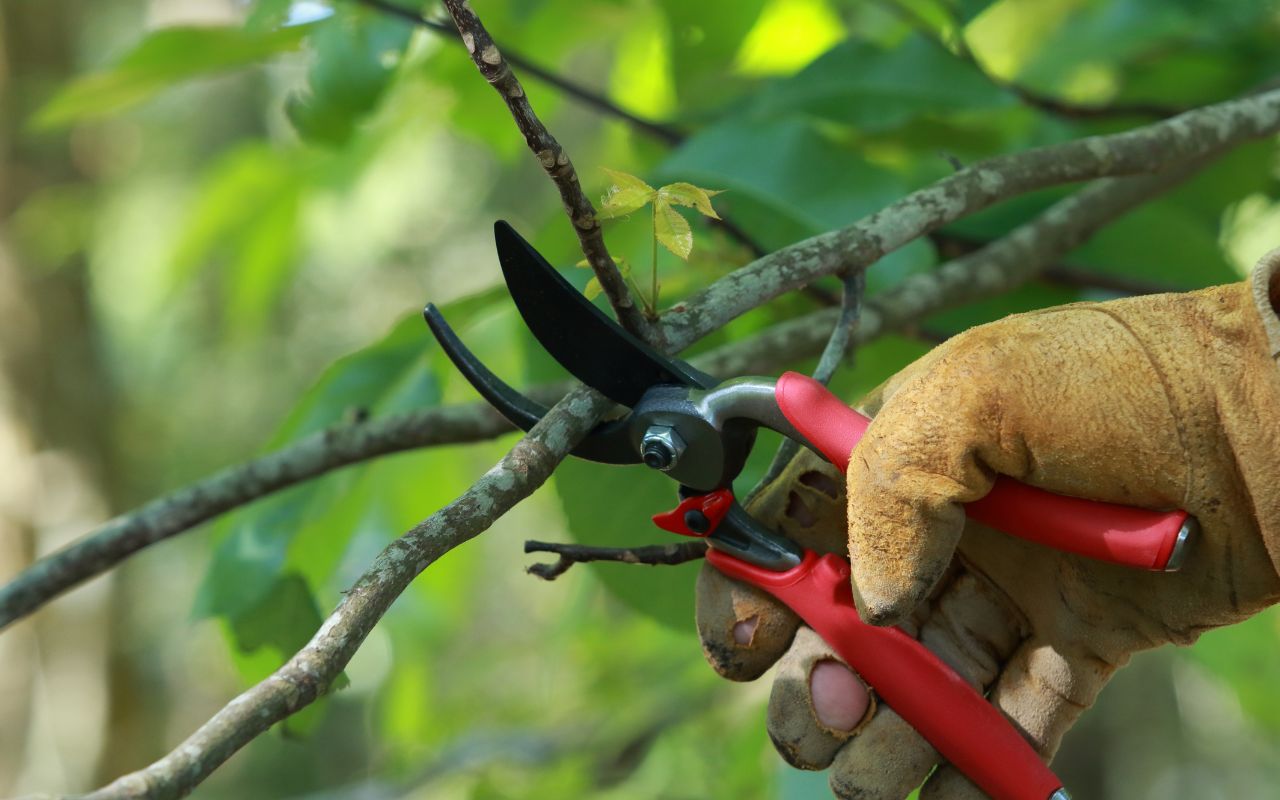 Why Pruning is Crucial for Tree Health