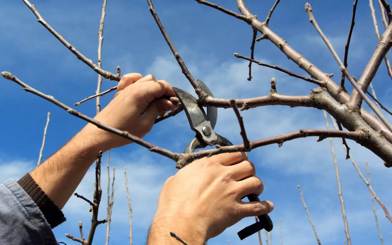 Essential tools for tree health pruning