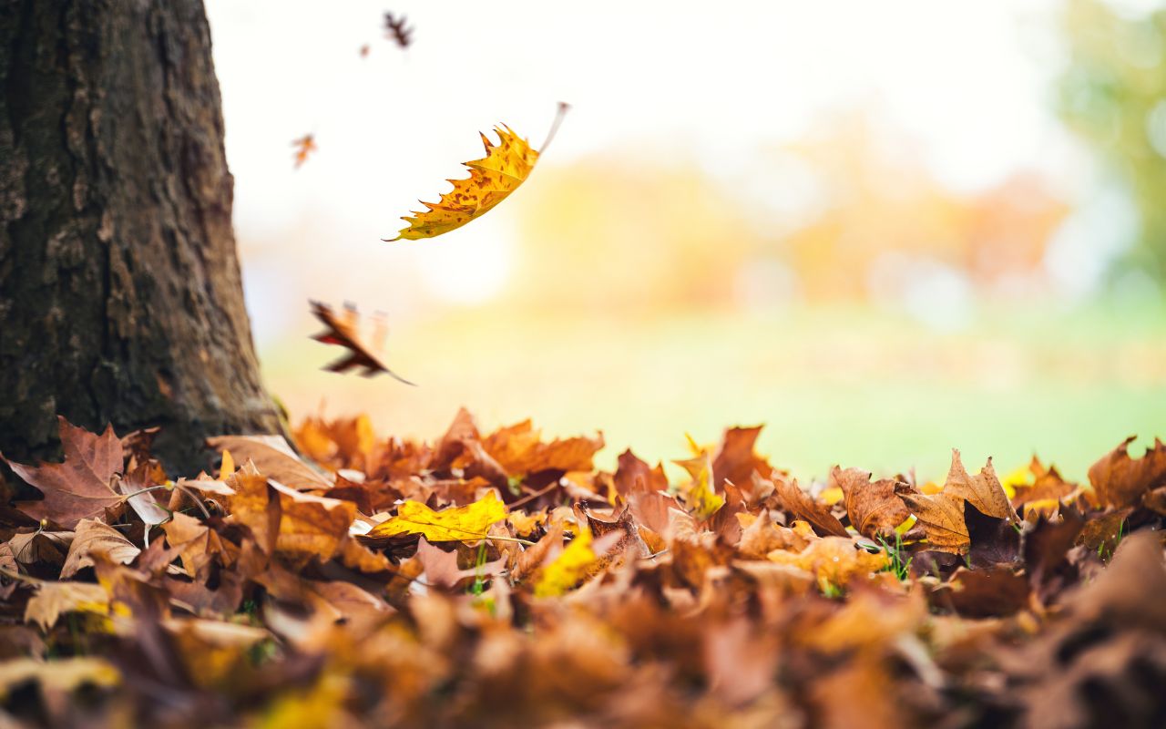 Fall preparation tree services in Baltimore.