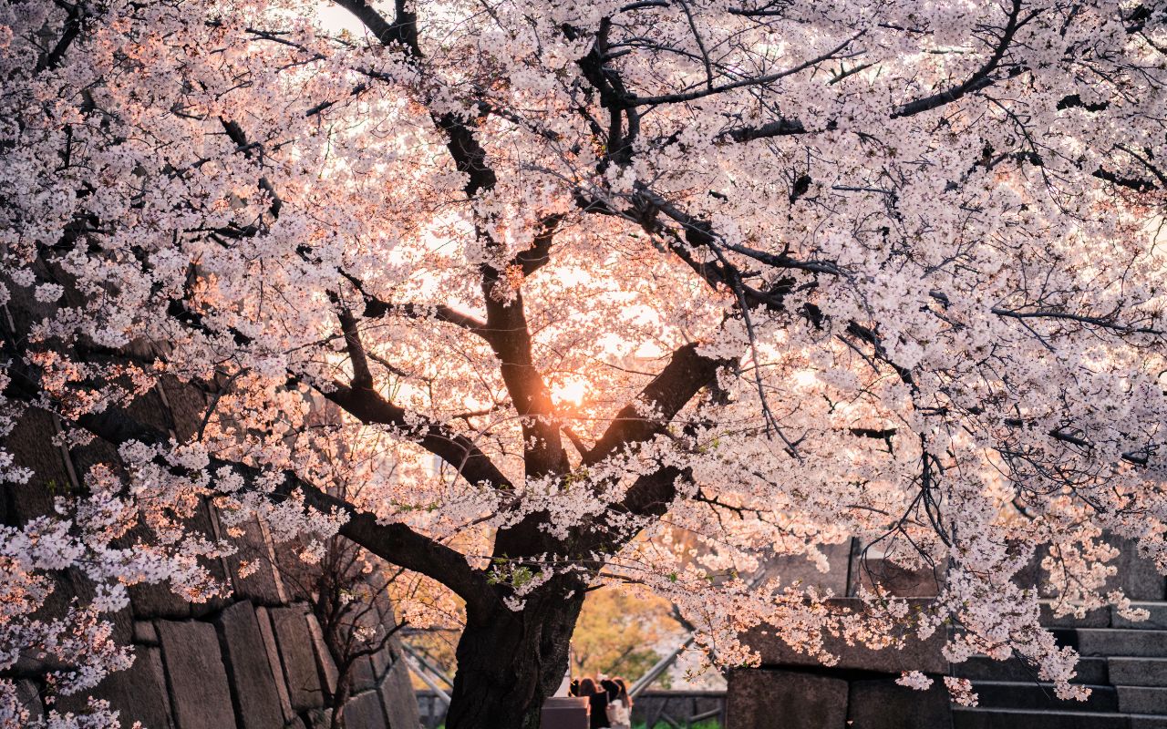 Spring seasonal tree maintenance in Baltimore.