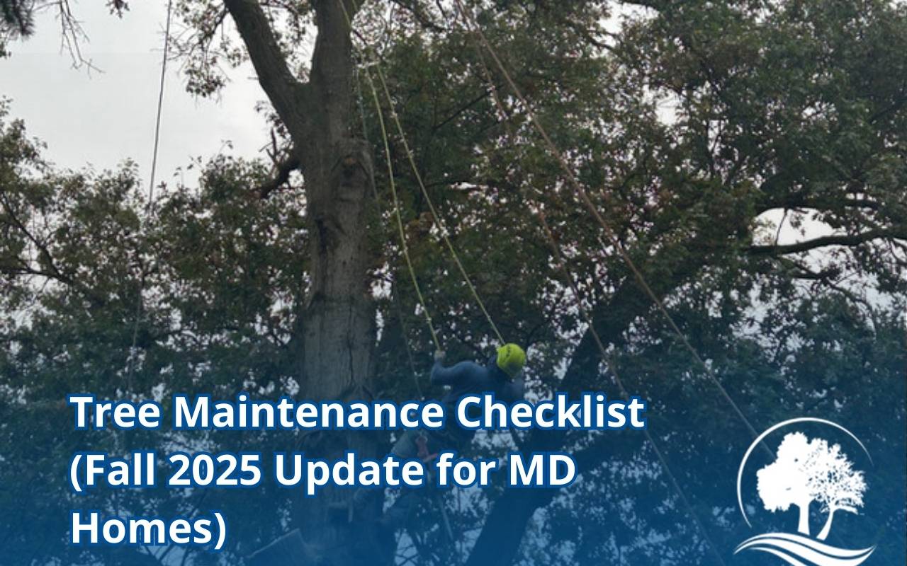 Tree maintenance checklist for Maryland homes