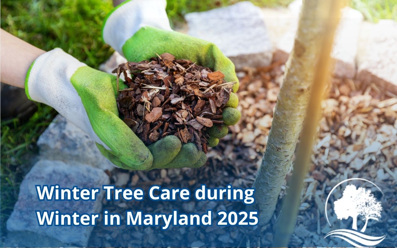 Mulching ring for Winter Tree Care during Winter in Maryland 2025