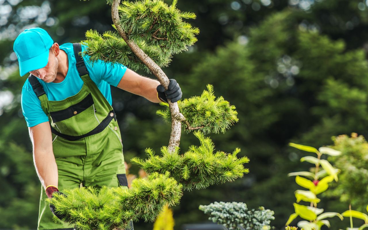 Inspecting tree leaves for health indicators