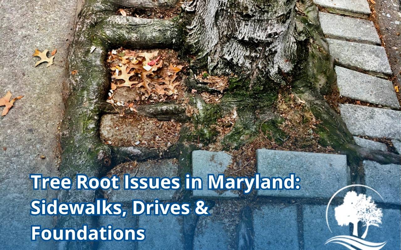 Tree root issues lifting Maryland sidewalks