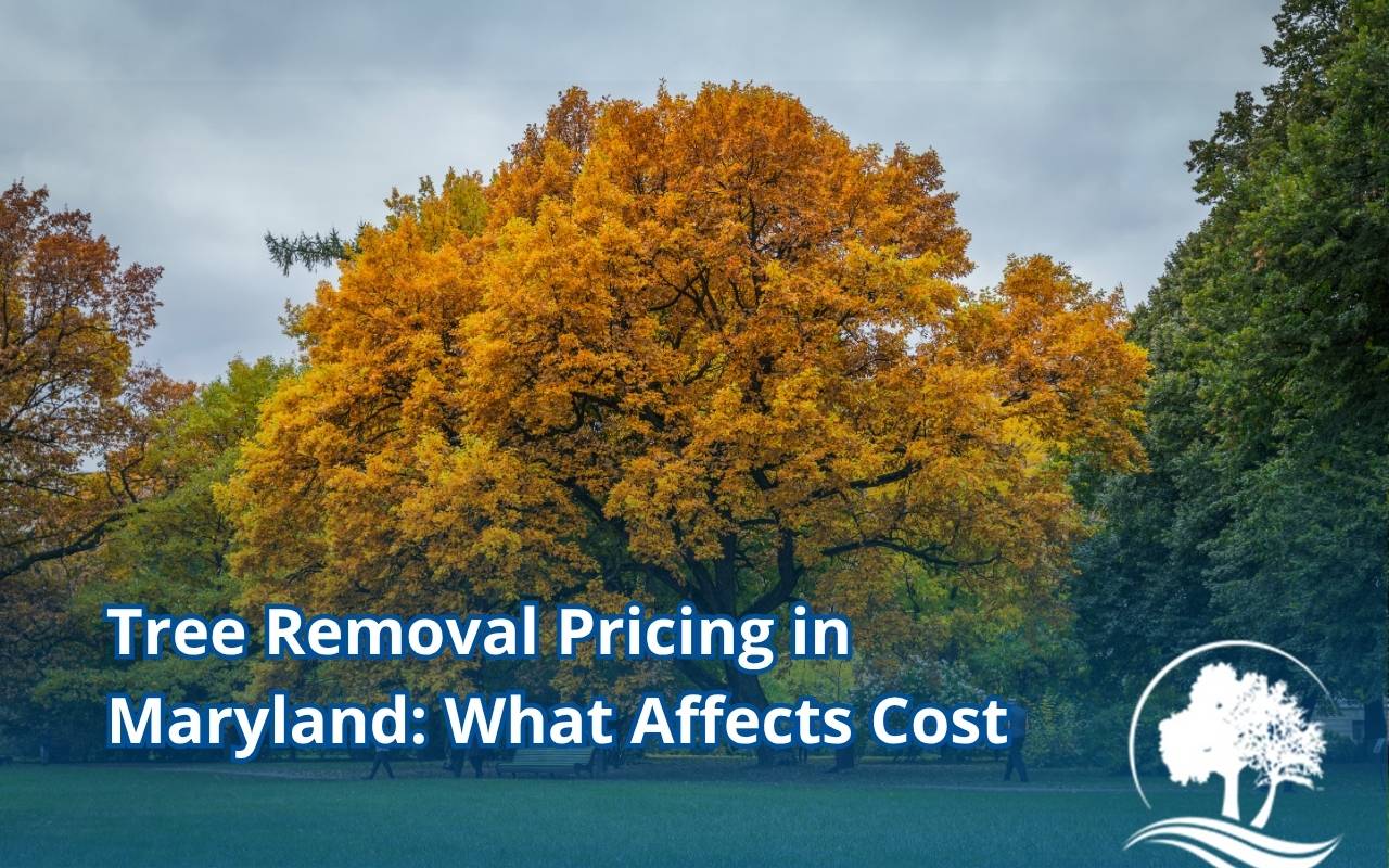 Professional team managing safe tree removal pricing project in Maryland.