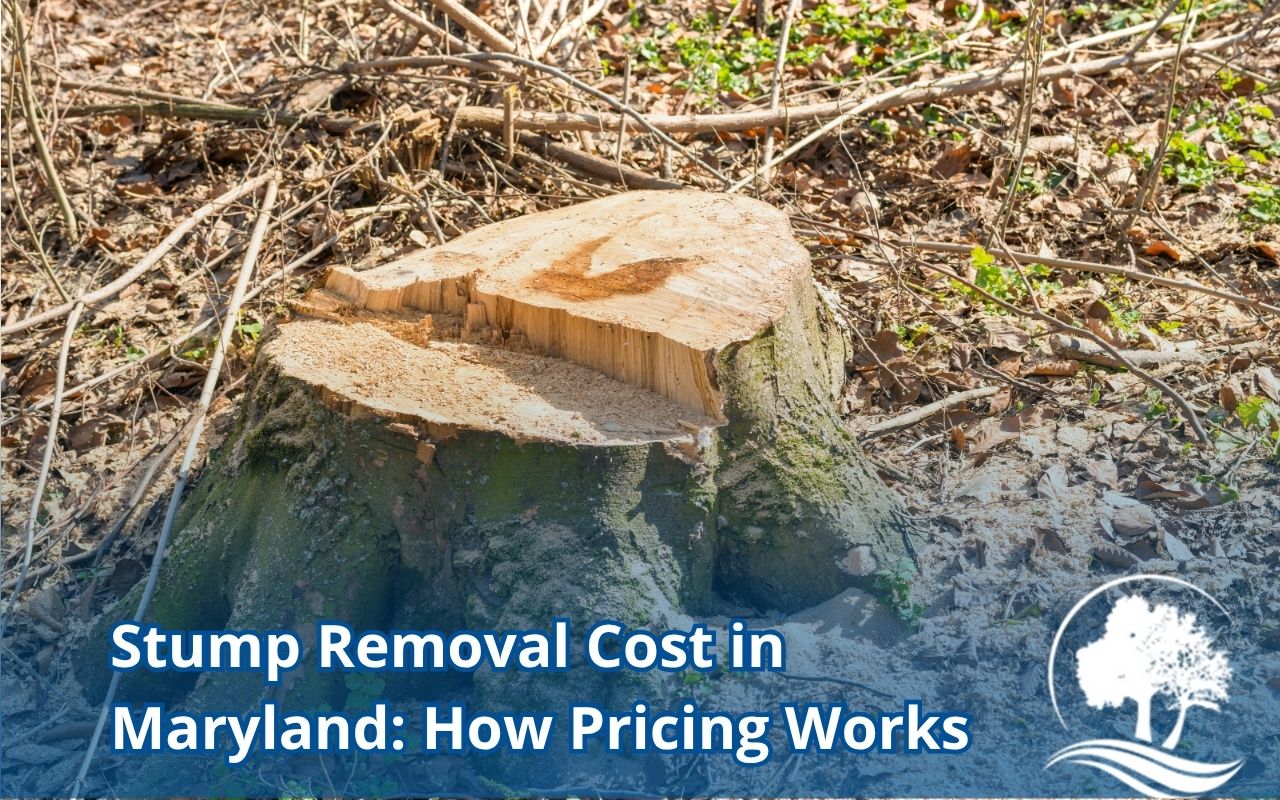 Measuring stump diameter — Stump Removal Cost in Maryland: How Pricing Works
