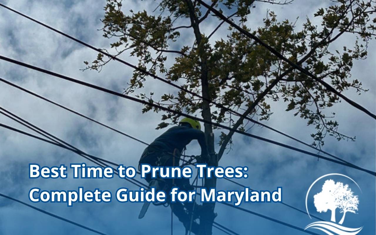 Pruning oak tree in Maryland during dormant season