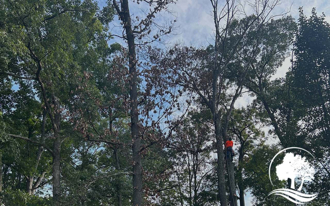 Thinning tree branches to promote healthy growth