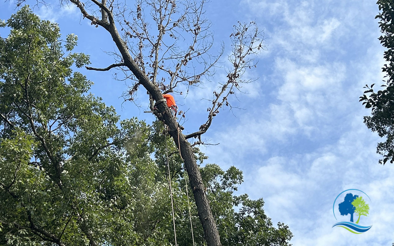 Tree trimming professionals shaping tree branches in Maryland