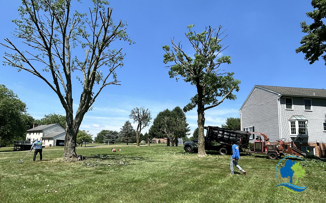 Stack of cut tree logs left behind in Maryland backyard