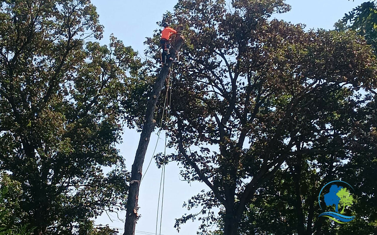 Professional trimming a tall tree with a long tree cutter in Maryland