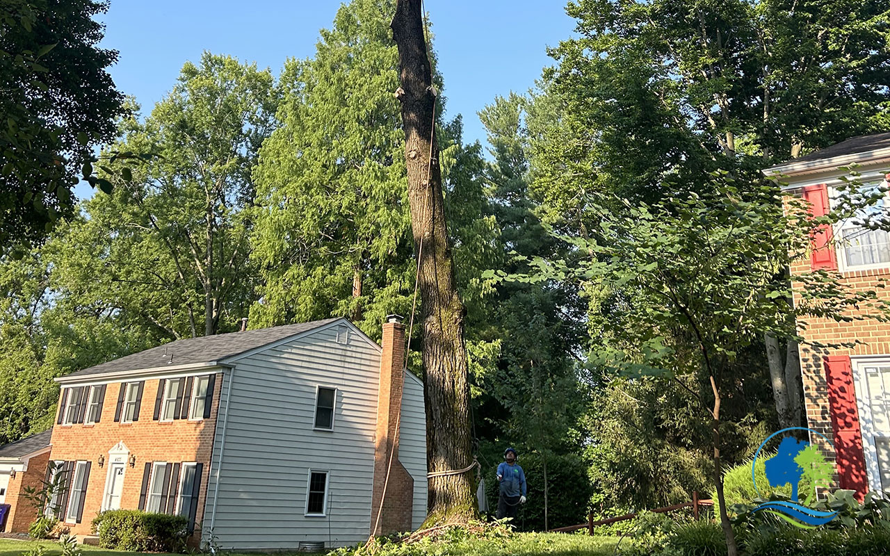 Crew removing a large tree with a crane in Maryland