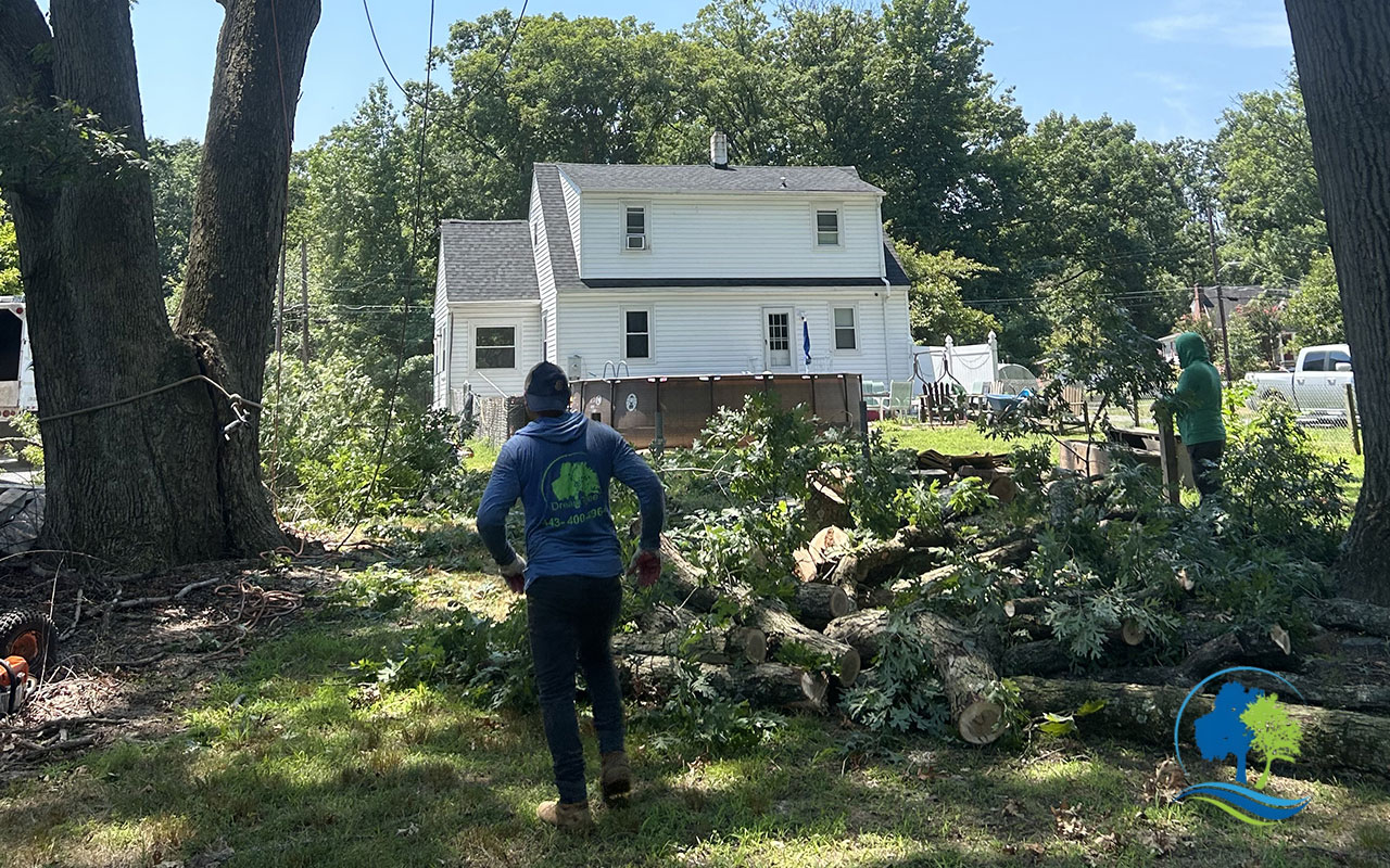 Crew removing trees to clear open space on private property