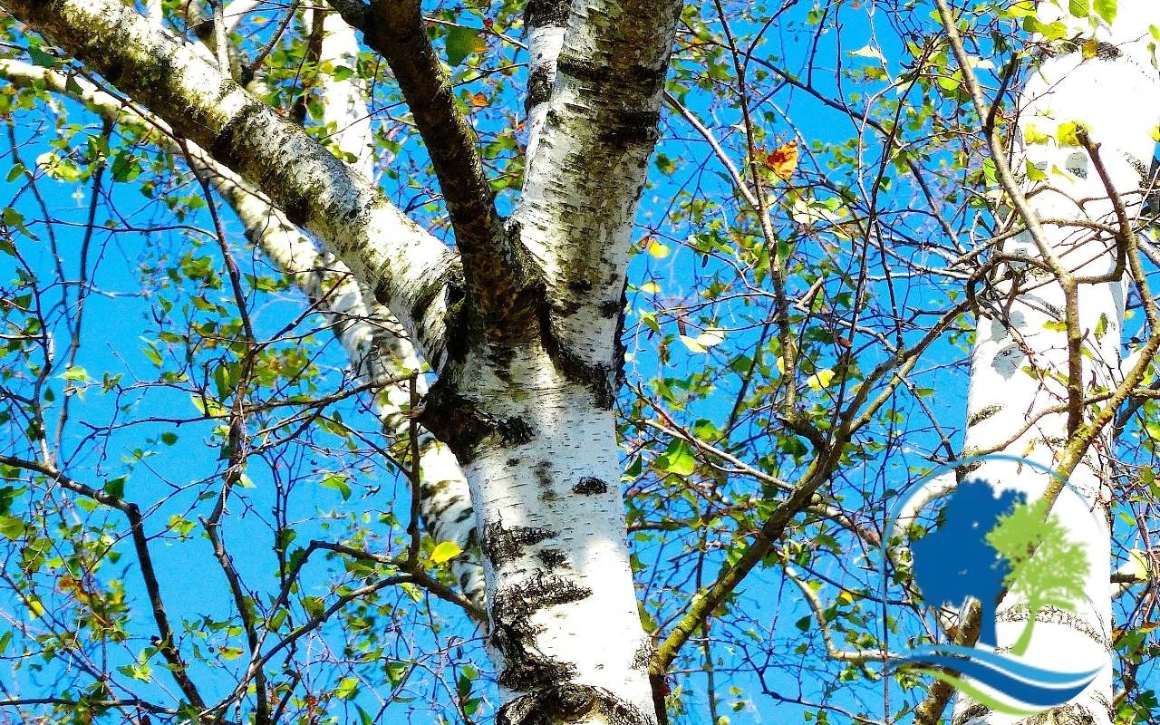 Dream Tree Service LLC technician inspecting trees during a dry season