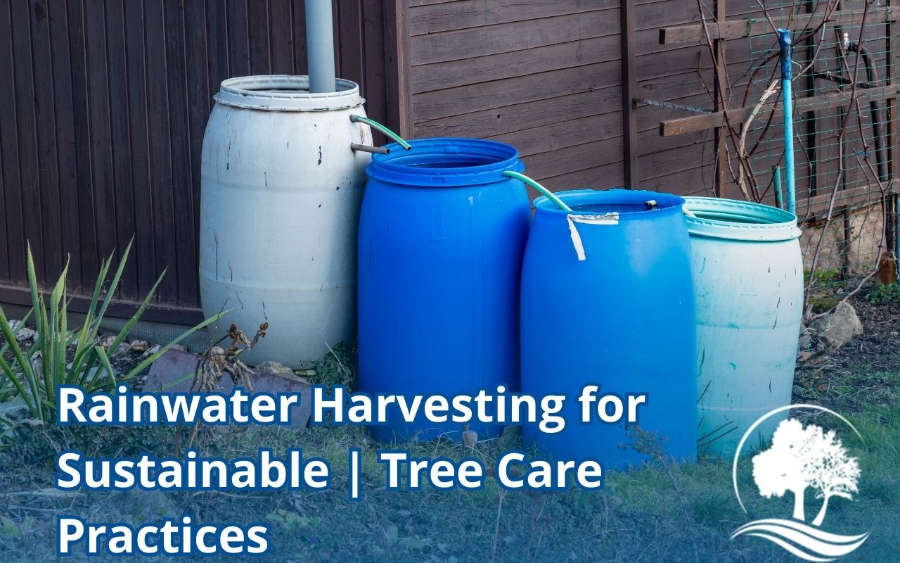Rain barrel set up beside a home for watering nearby landscape trees