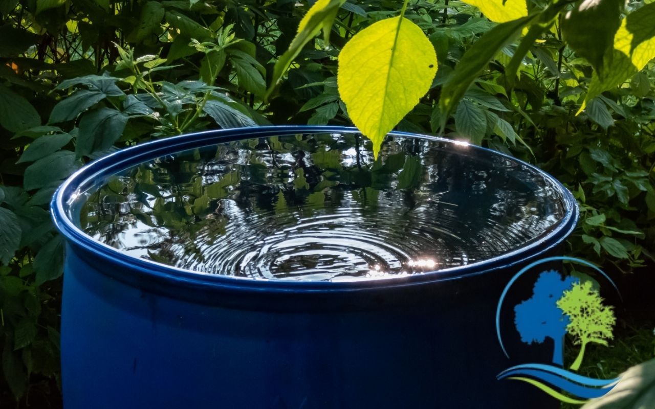 Homeowner using rainwater from a barrel to water backyard trees