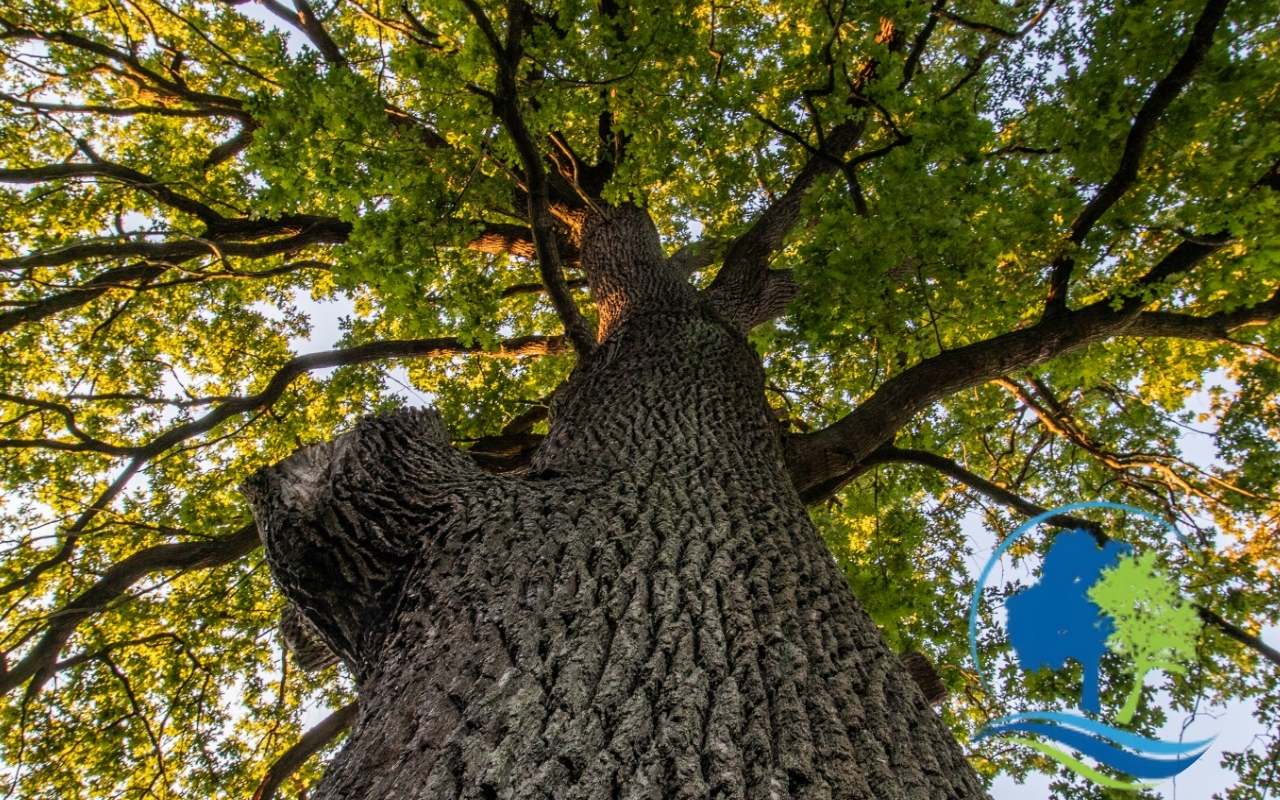 Tall white oak tree in a natural Maryland forest setting