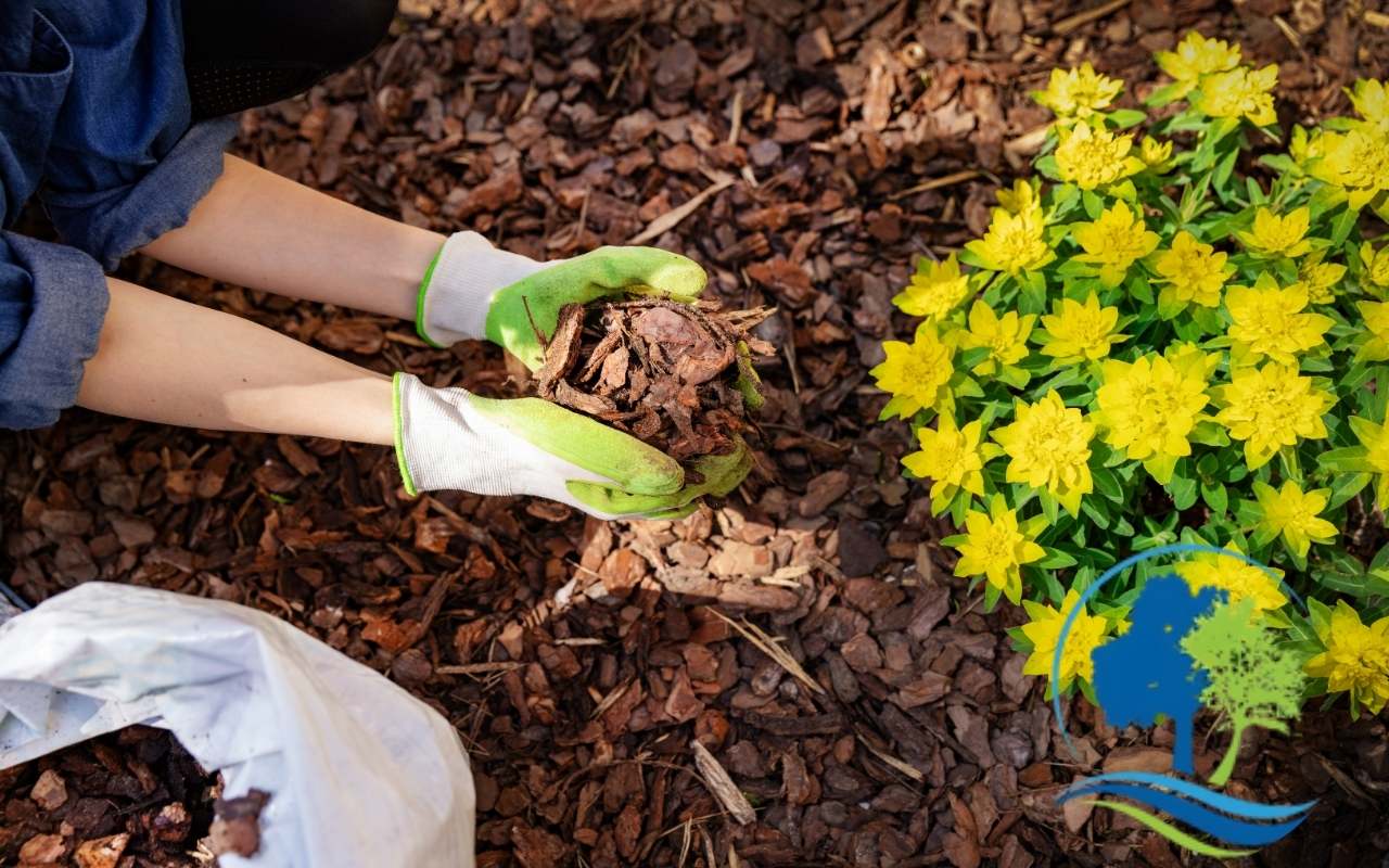 Wood chip mulch being spread around a residential tree by a technician