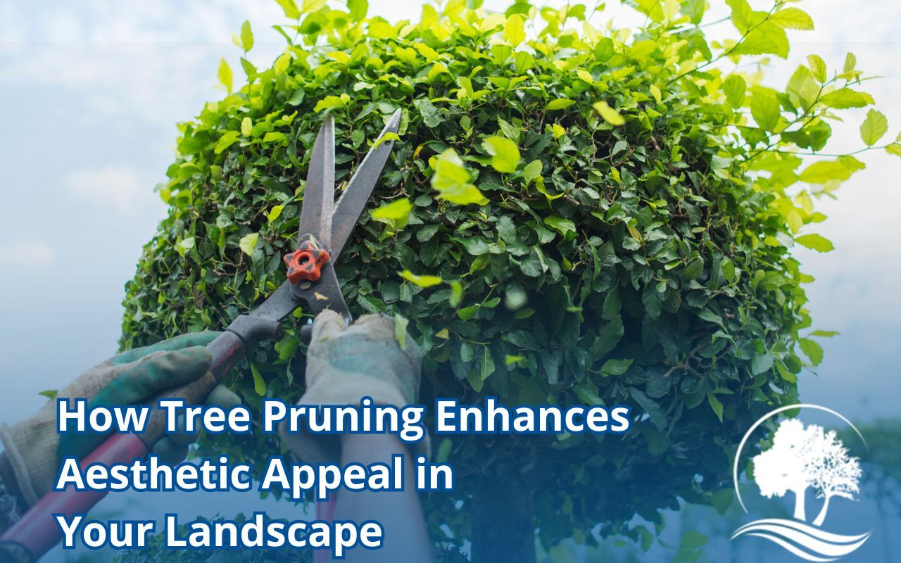 Arborist pruning ornamental tree for symmetry and curb appeal