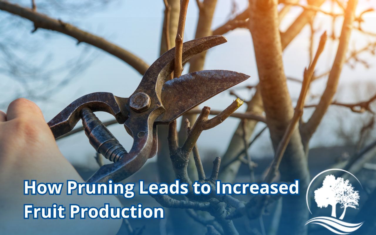 Arborist pruning apple tree branches in Maryland backyard