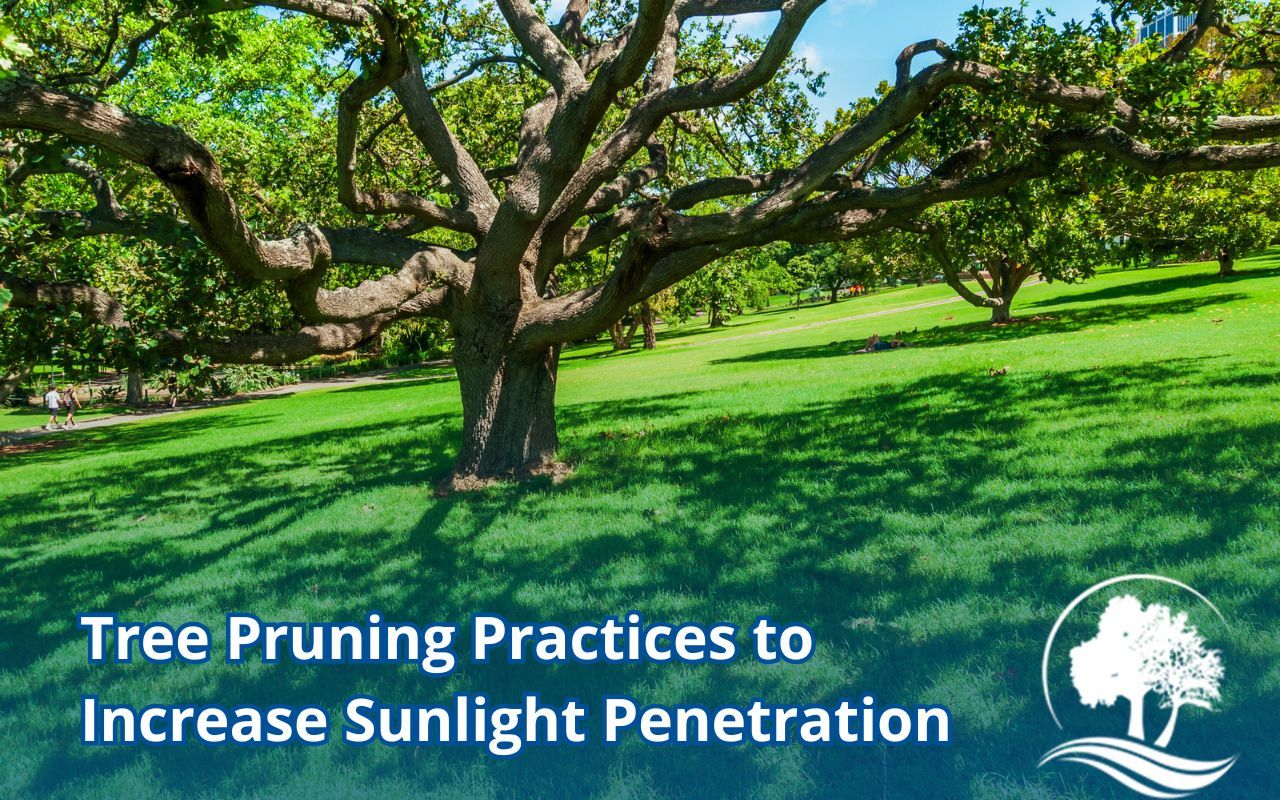 Green lawn thriving under a well-pruned tree with open canopy