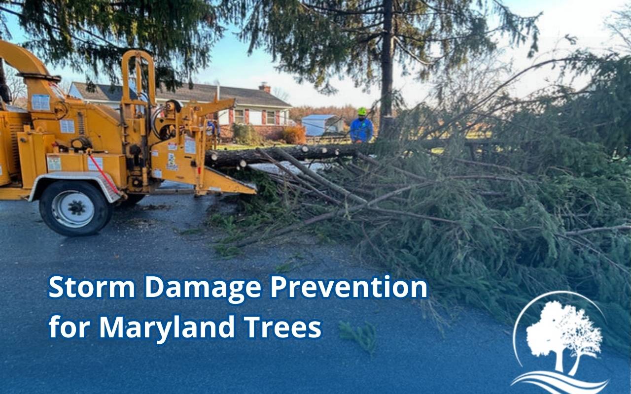Storm damage prevention with tree pruning in Maryland