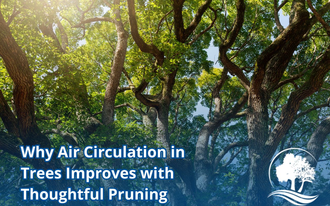 Sunlight and air reaching inside tree branches after proper pruning
