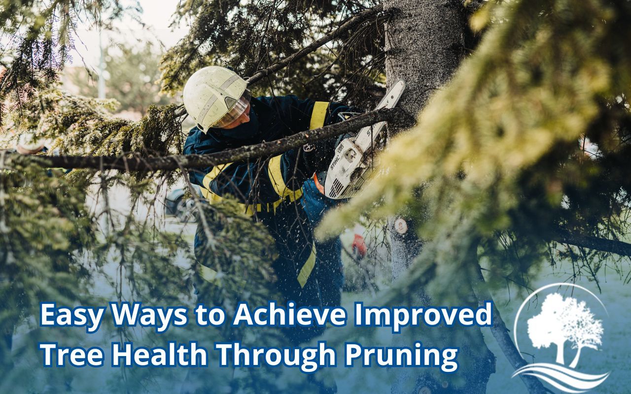 Arborist pruning a tree to improve health in Maryland