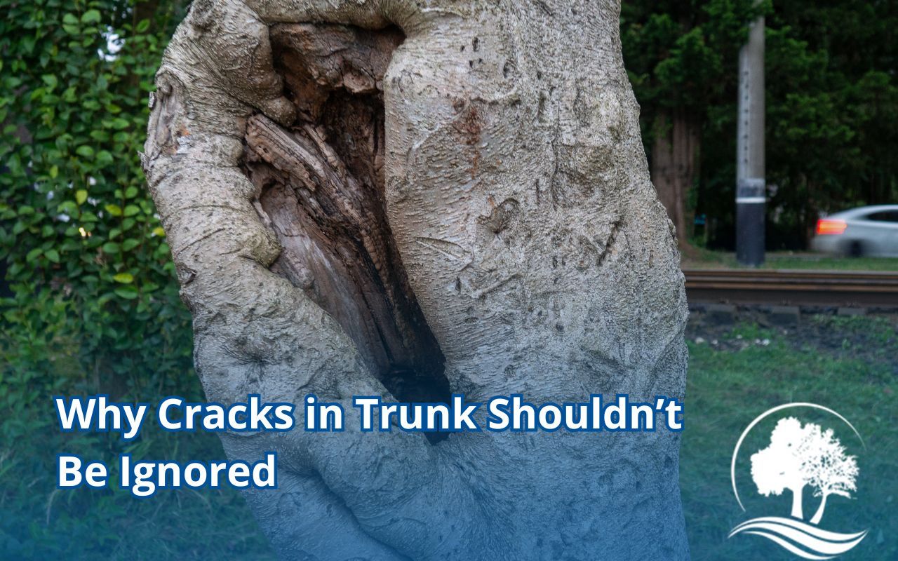 Visible crack in a mature tree trunk in a Maryland yard