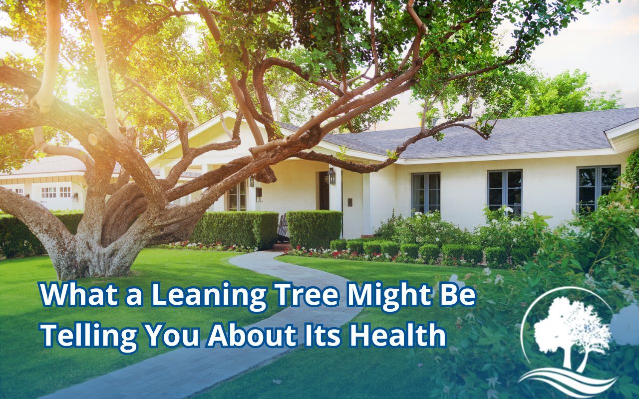 Tree visibly leaning in a residential Maryland yard