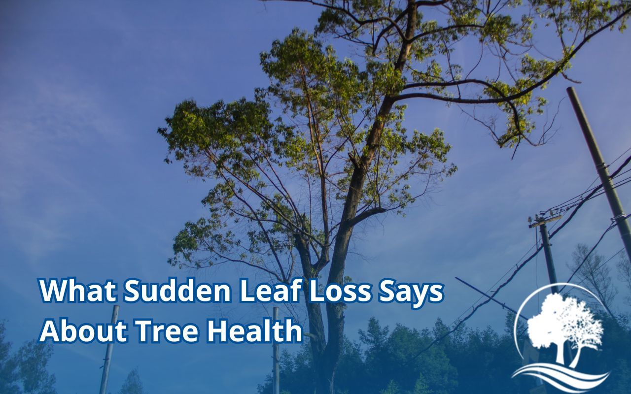 Tree with thinning canopy and signs of stress